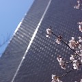 桜とサクラタワー