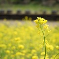 月崎駅の菜の花