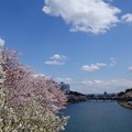 写真: 桜と乙川