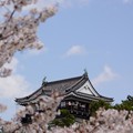 写真: 岡崎城と桜
