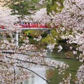 写真: お堀に掛かる橋と桜