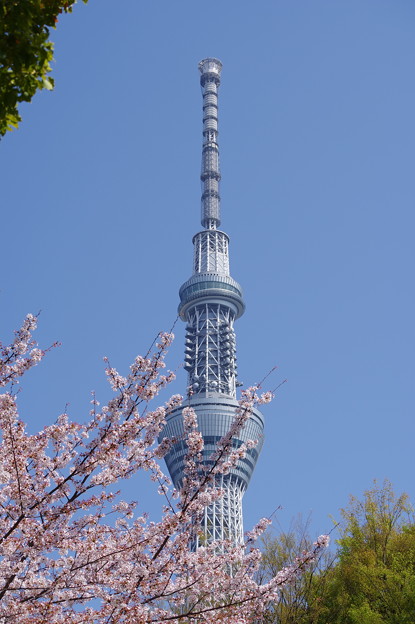 写真: 隅田公園の桜