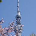 写真: 隅田公園の桜