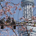 写真: 隅田公園の桜と鳩