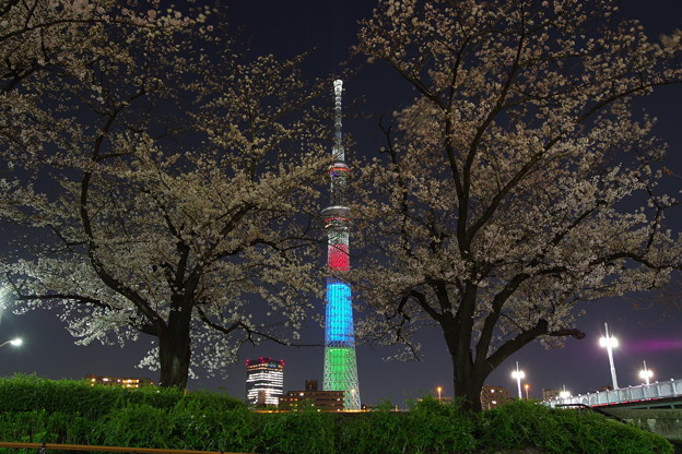 写真: 満開の桜と東京スカイツリー