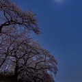 写真: 月と星と夜桜