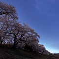 写真: 沈みゆくオリオンと桜