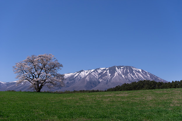 写真: 小岩井農場の一本桜