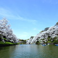 写真: 千鳥桜