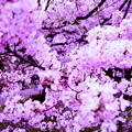 仙台屋桜