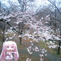 写真: 桜ミク：「ほら、桜がきれいに咲いてますよ！　わたしも思わず変身し...