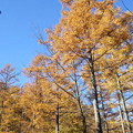 写真: 131123　奈良倉山登りのカラマツ黄葉