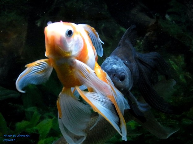 写真: 未練がましくナンパする金魚