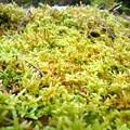 写真: 小さな苔の世界