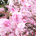 写真: 桜の洪水