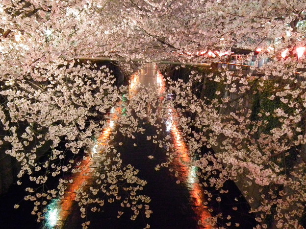 写真: 夜桜