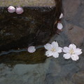 写真: 散り桜