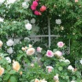 写真: ベランダのバラ