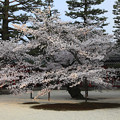 写真: 桜の気品　京都・平安神宮