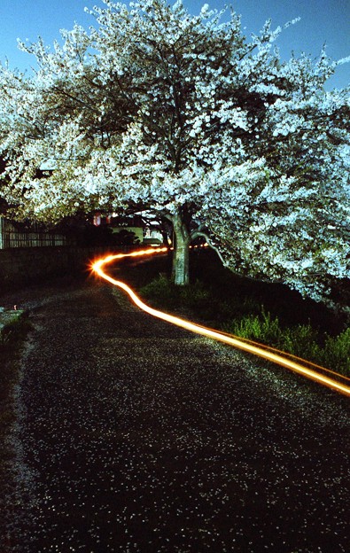 夜中の桜