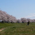 写真: 一目千本桜