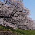 写真: 一目千本桜