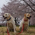 写真: 桜回廊
