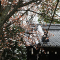 写真: 伏見　御香宮神社　桜