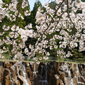写真: 水分れ公園の桜_01
