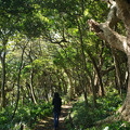 写真: 雄島の森