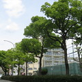 新緑の街路樹_01
