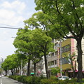 写真: 新緑の街路樹_02
