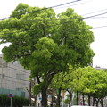 写真: 新緑の街路樹_03