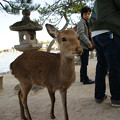 写真: 宮島の鹿とたわむれる_03