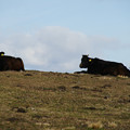 写真: あわじ花さじき　牛の放牧
