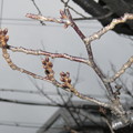 写真: 桜のつぼみ_02