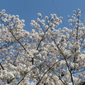 写真: 宇治川の桜_02