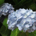 写真: ＨＡＴ脇浜　紫陽花が満開_06