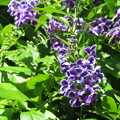 写真: 紫の花