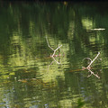 写真: 鯉が窪湿原　湖畔_03