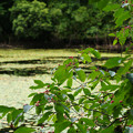 鯉が窪湿原　湖畔と木漏れ日_01