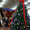 写真: サンチカのクリスマスツリー
