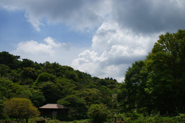 高山植物園　夏の空