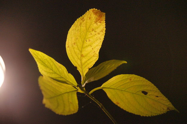 写真: 黄葉のライトアップ