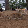 奈良公園の鹿たち_01