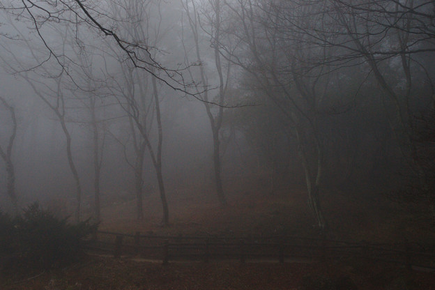 霧の中の高山植物園_02