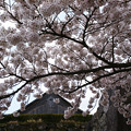篠山城址の桜_10