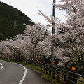 写真: 川代公園の桜_02