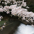 写真: 川代公園の桜_03