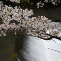 写真: 川代公園の桜_04